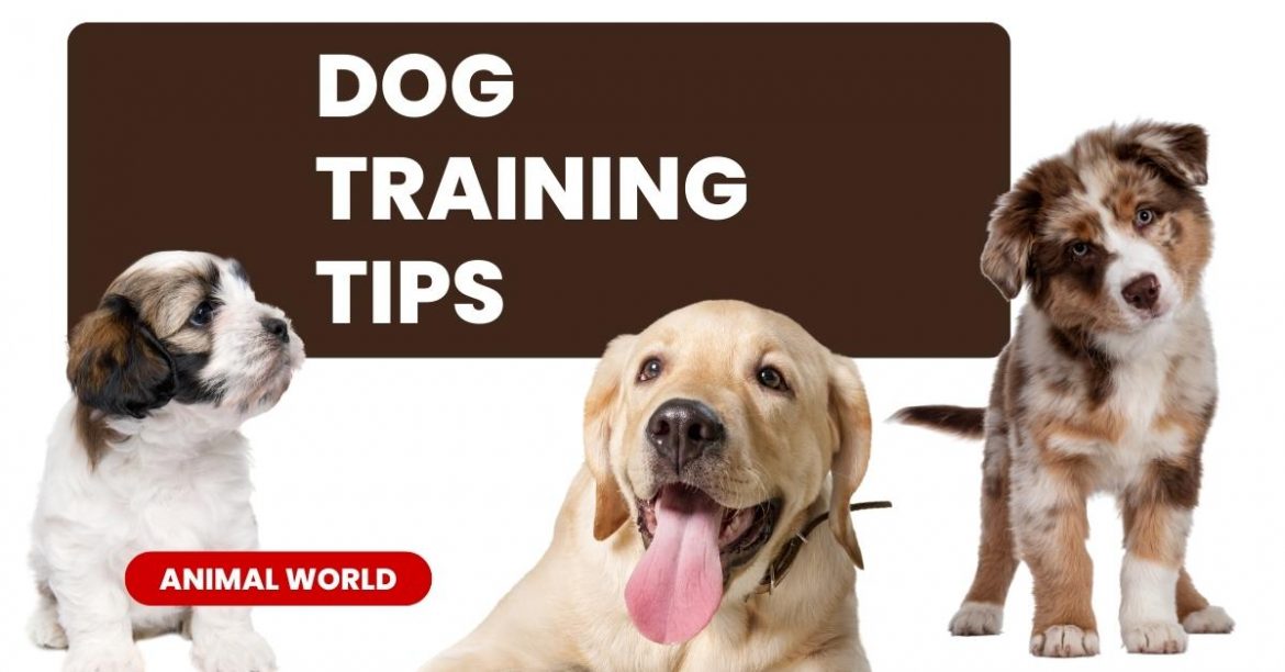 Dog Training Tips