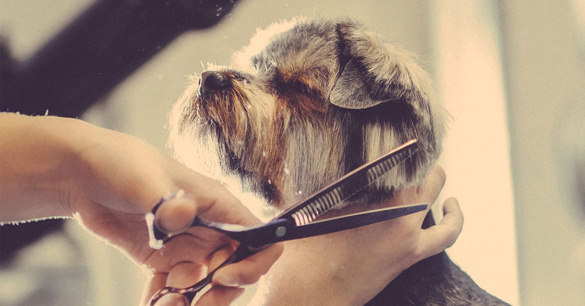 dog-grooming