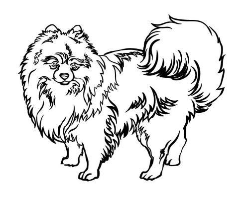 Draw A Pomeranian