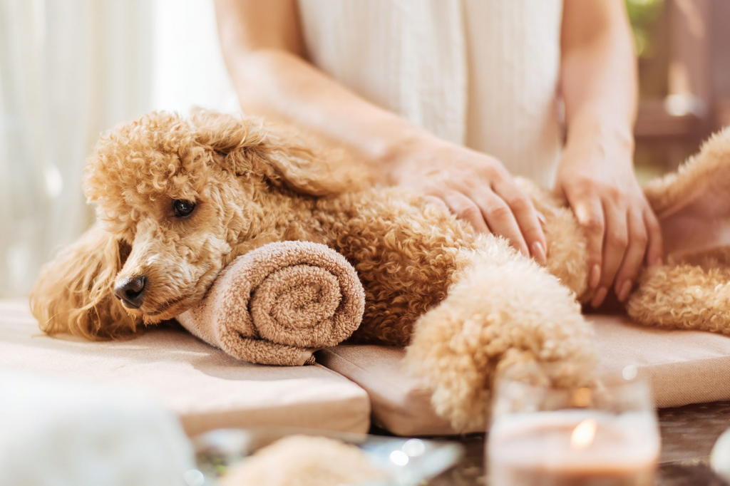 Massage and drying services for pets