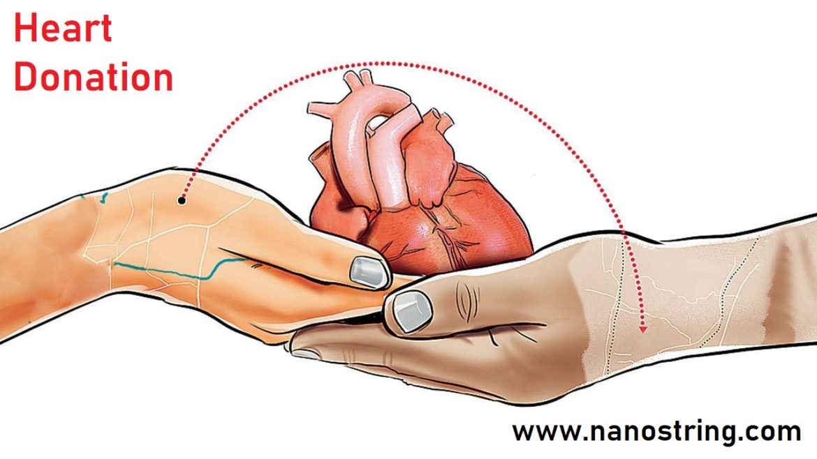 Donating heart as a organ to transplant