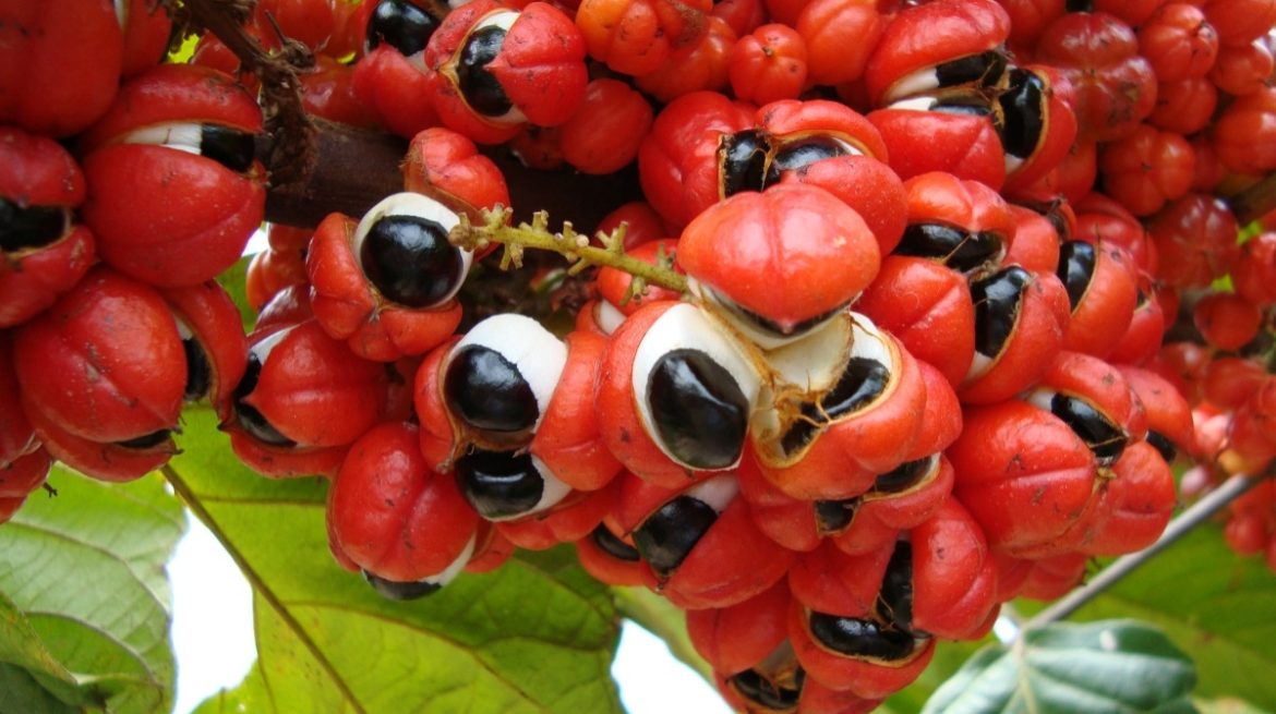 The health benefits of guarana