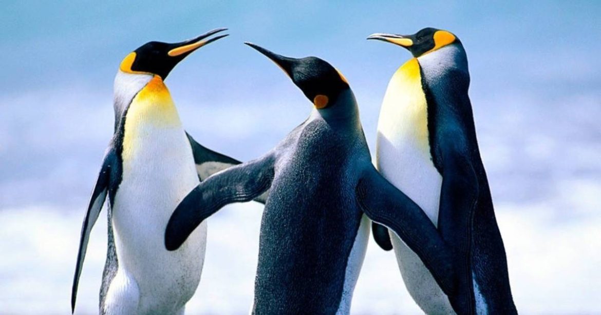 Penguin With Yellow Hair