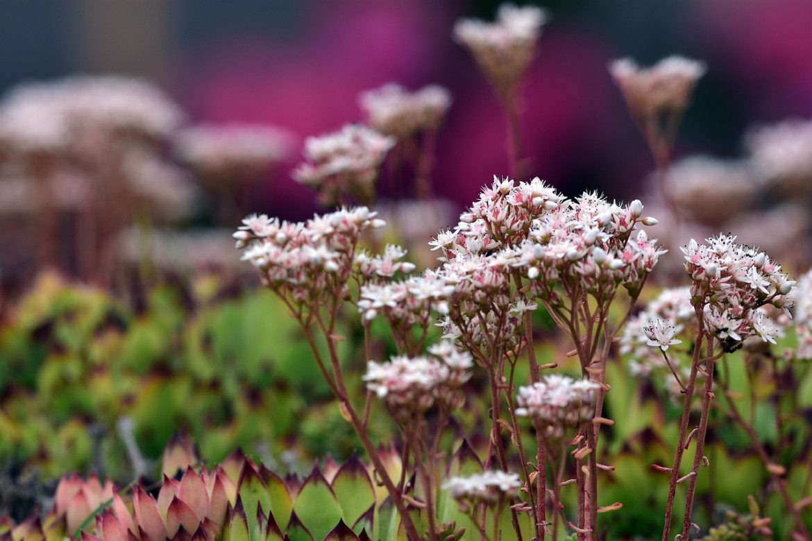 Plant Growth and Soil Health