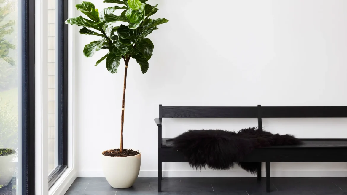 indoor plant ideas