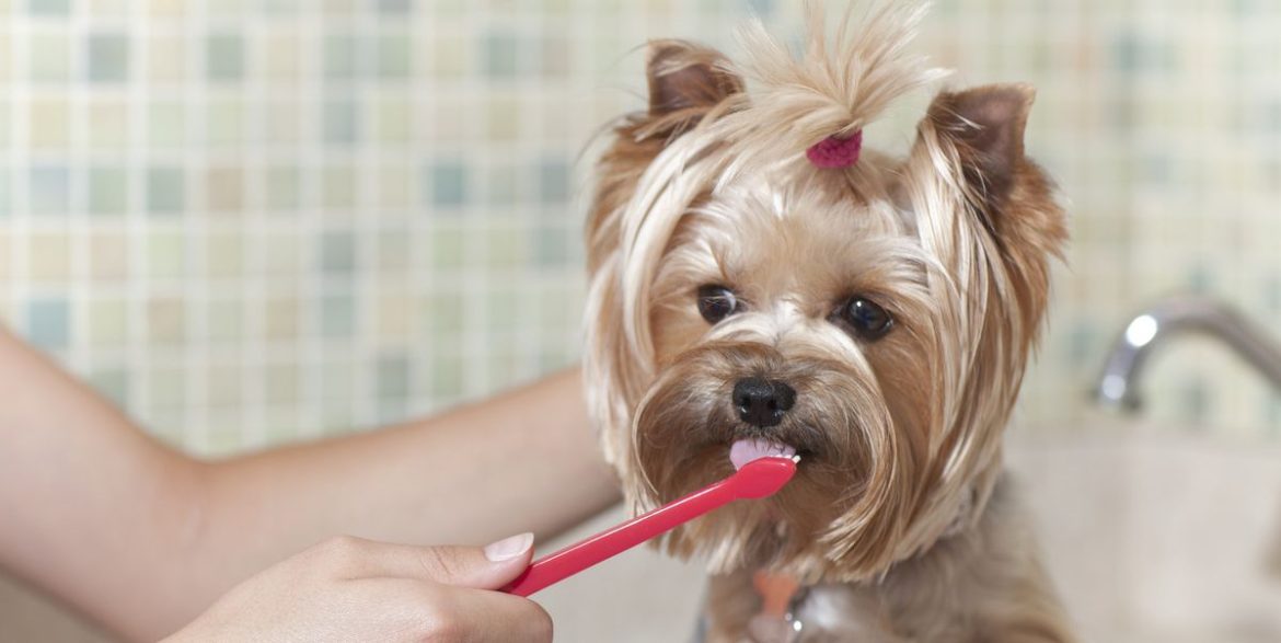 Dog Toothpaste